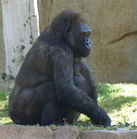 Gorilla sitting down.