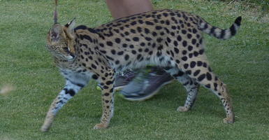 Serval cat on leash