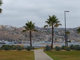 Palm trees in foreground, city on hill in background