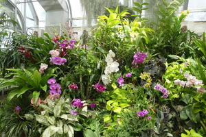 Purple flowers in greenhouse