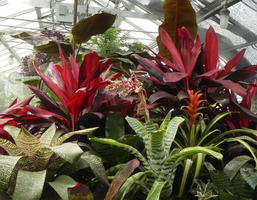 Large red leafy plants