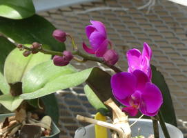 Purple flowers and buds