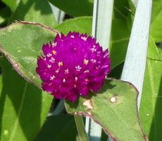 Purple flower with yellow spots