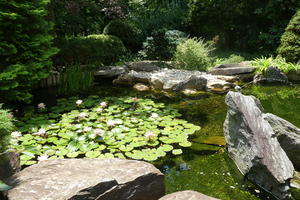 Lily pad pond in Japanese garden