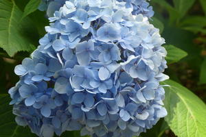 Light blue flowers