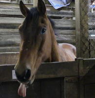 Brown horse with tongue hanging out.