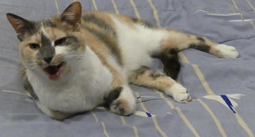 Calico cat with mouth open