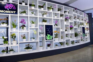 Display of orchids