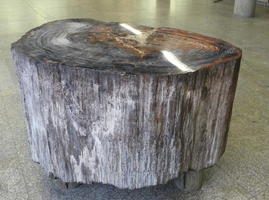 Large desk of fossilized wood, polished on top.