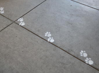 Paw prints stenciled onto sidewalk