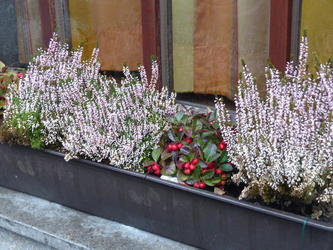 planter with red berries