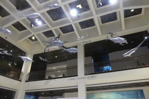 Models of fish hanging from ceiling of museum.