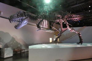 Skeleton of tyrannosaurus rex