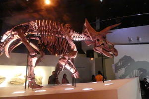 Skeleton of dinosaur with large horn on forehead