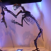 Skeleton of sabertooth tiger standing on its hind legs