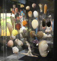 Glass case displaying seashells of varying colors, sizes, and shapes.