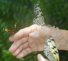 Orange, yellow, black butterfly; two white and black butterflies on staff member’s hand