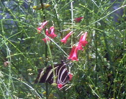 Black and white butterfly near red flowers