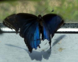 Black winged butterfly with blue patches