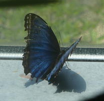 Iridescent blue-winged butterfly