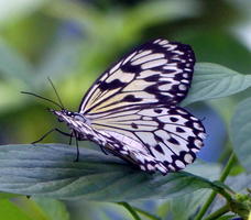 Black and white spotted butterfly