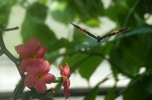 Orange-winged butterfly and pink flowers