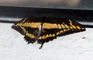 Yellow and black-winged butterfly