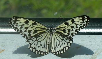 Black and white winged butterfly.