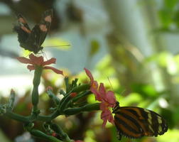 Orange/black butterflies