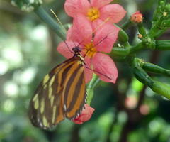 Yellow/orange/black butterfly on pink flower