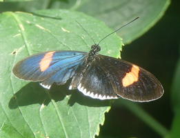 Black-winged butterfly with one yellow stripe on each wing