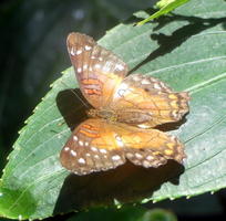 Brown/yellow/orange butterfly with white spots on wings