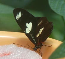 Black winged butterfly with yellow spots