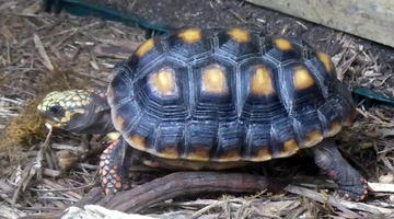 Red-footed tortoise with black shell with yellow spots