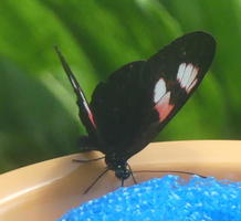 Black-winged butterfly with pink and white spots on wings
