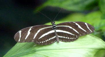 Black butterfly with horizontal white stripes