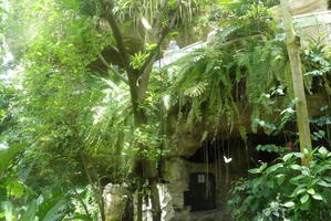 View of trees and ferns in butterfly center