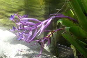 Purple tubular flower