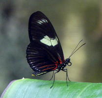 Black butterfly with yellow spots and red stripes