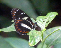 Butterfly with orange spots and white stripes
