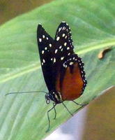 Butterfly with orange body and white spots