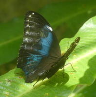 Butterfly with iridescent blue wings