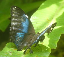 Butterfly with iridscent blue wings