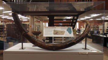 Display case with mammoth tusk and tooth