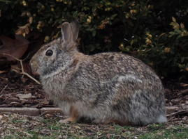 Side view of a small brown rabbit
