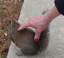 Woman petting a squirrel