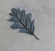 Leaf that is actually an impression in concrete