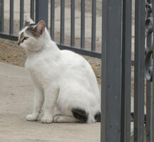 White cat with dark gray markings on face and tail