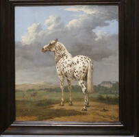 Picture of white horse with brown spots