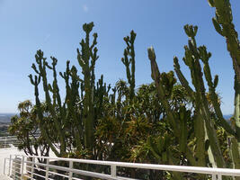 Tall, thin cacti